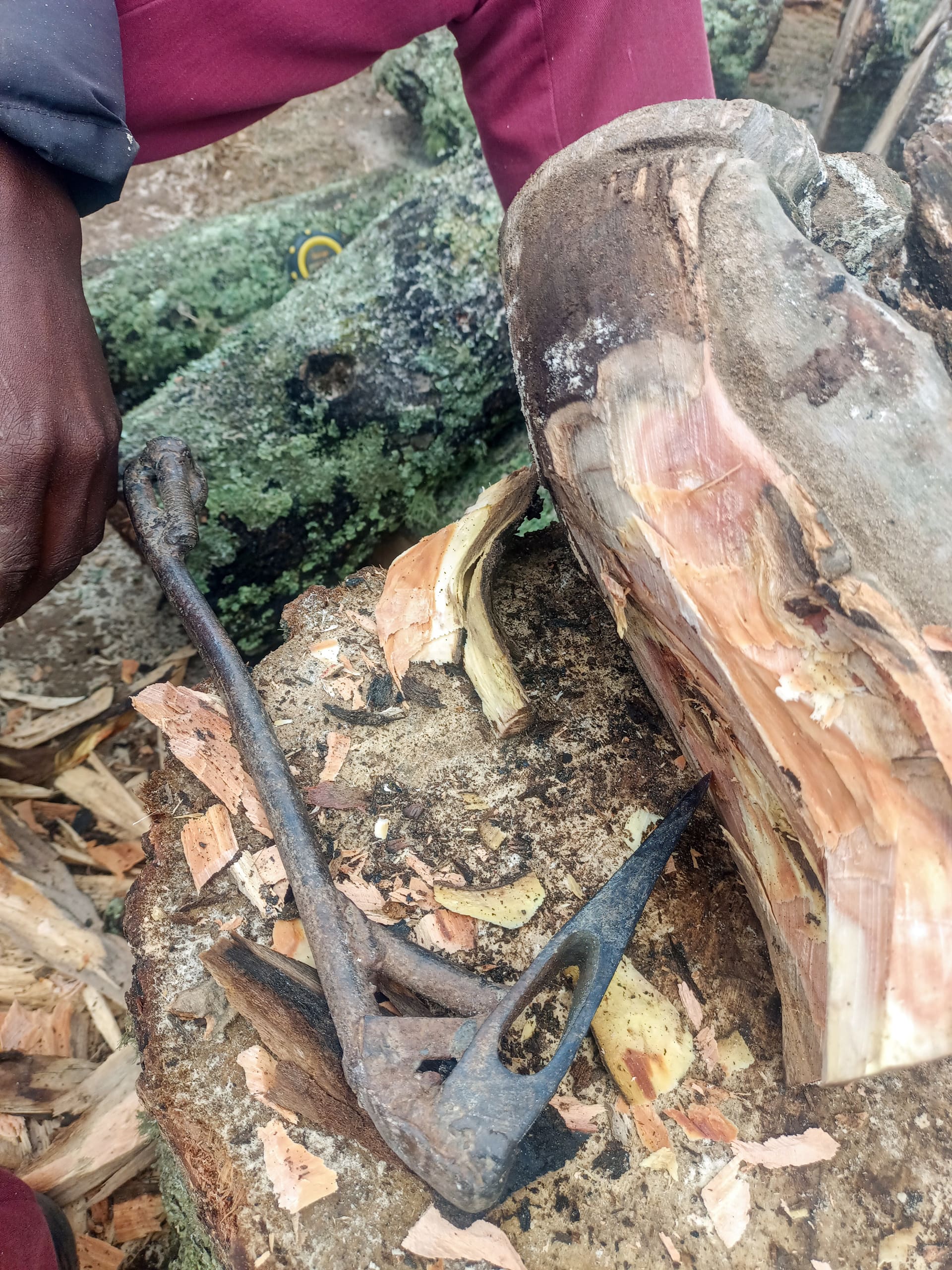 A close-up of a rough-cut log with bark partially peeled, a weathered metal tool lies on top. A person's hand and red trousers are visible to the left, and more logs are in the background, some covered with green moss. Wood shavings are scattered around.