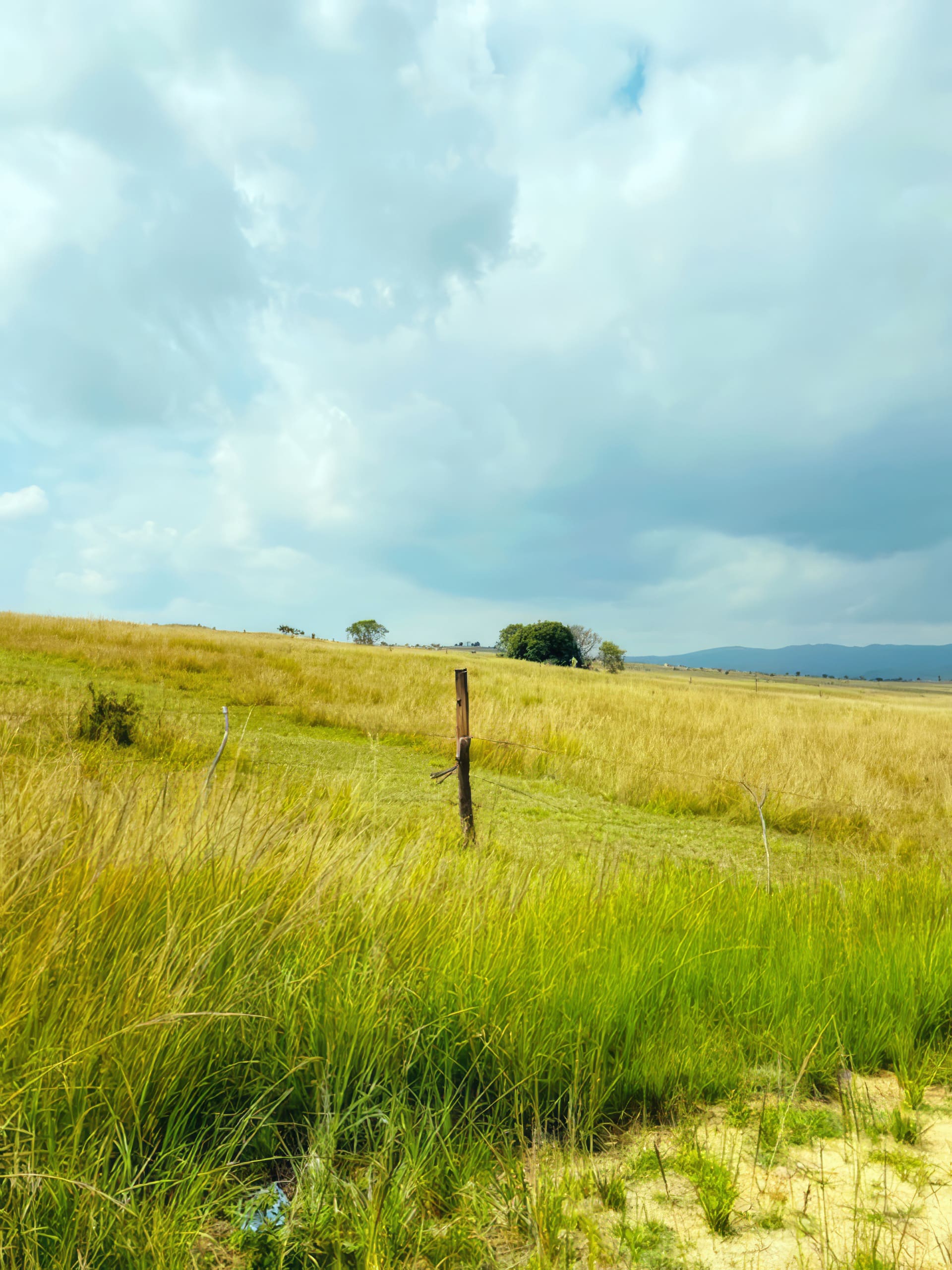 A grassy landscape with tall yellow and green grass, a single wooden fence post in the centre, and scattered trees in the distance under a mostly cloudy sky with hints of blue peeking through.