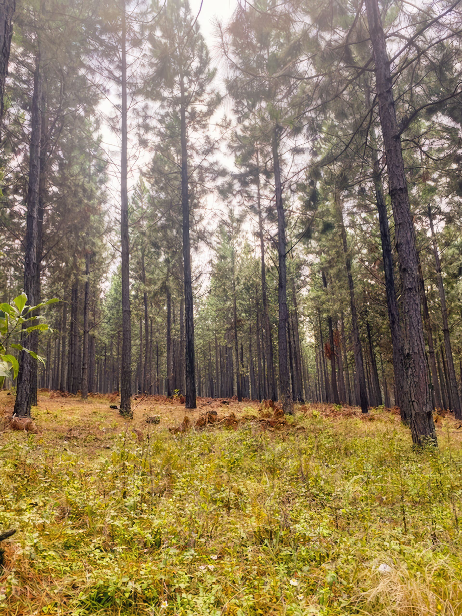 A dense forest of tall pine trees stands on grassy, slightly sloping ground. The forest floor is covered with green and brown undergrowth, dry grass, and some ferns. The sky above is bright but overcast, filtering soft light through the trees.