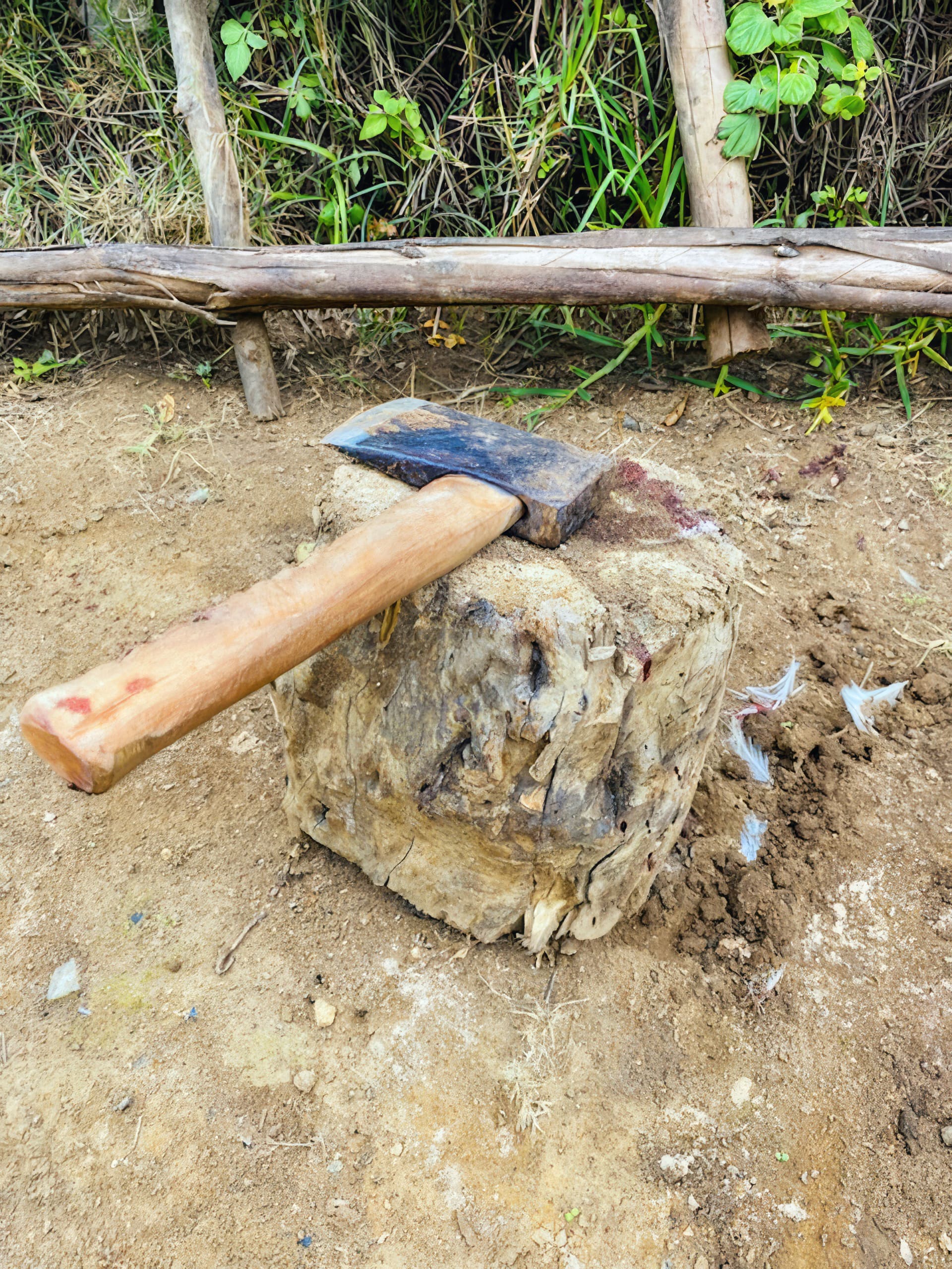 A wooden-handled axe rests on a large, weathered tree stump outdoors. White bird feathers are scattered around the base, suggesting recent use. In the background are green plants and a rustic wooden fence. The ground is bare earth.