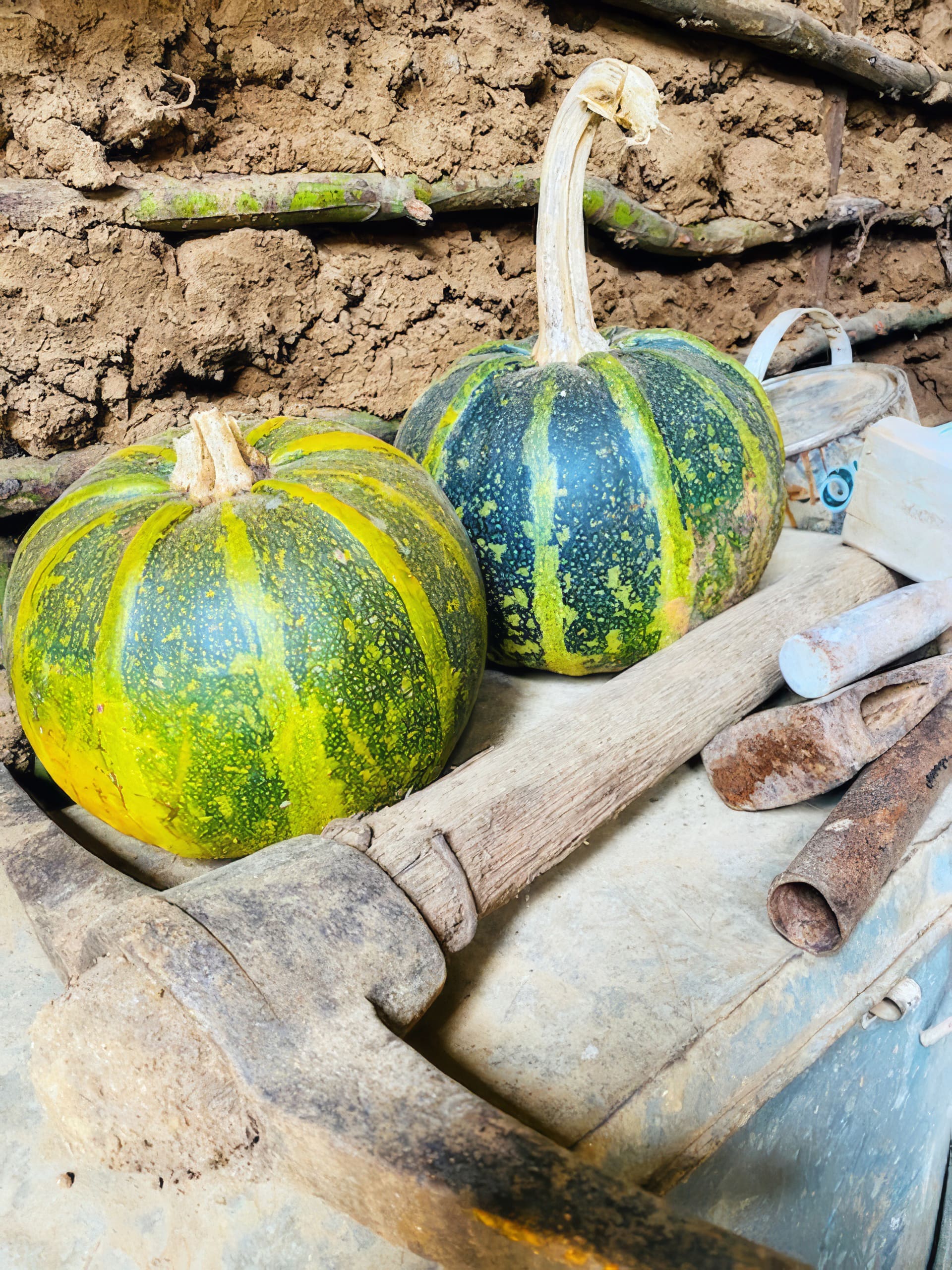 Two green pumpkins with yellow stripes rest on a metal surface beside rusty gardening tools, including a hoe and a trowel, against a rustic background of dried mud and wooden sticks. The scene suggests a rural, agricultural setting.
