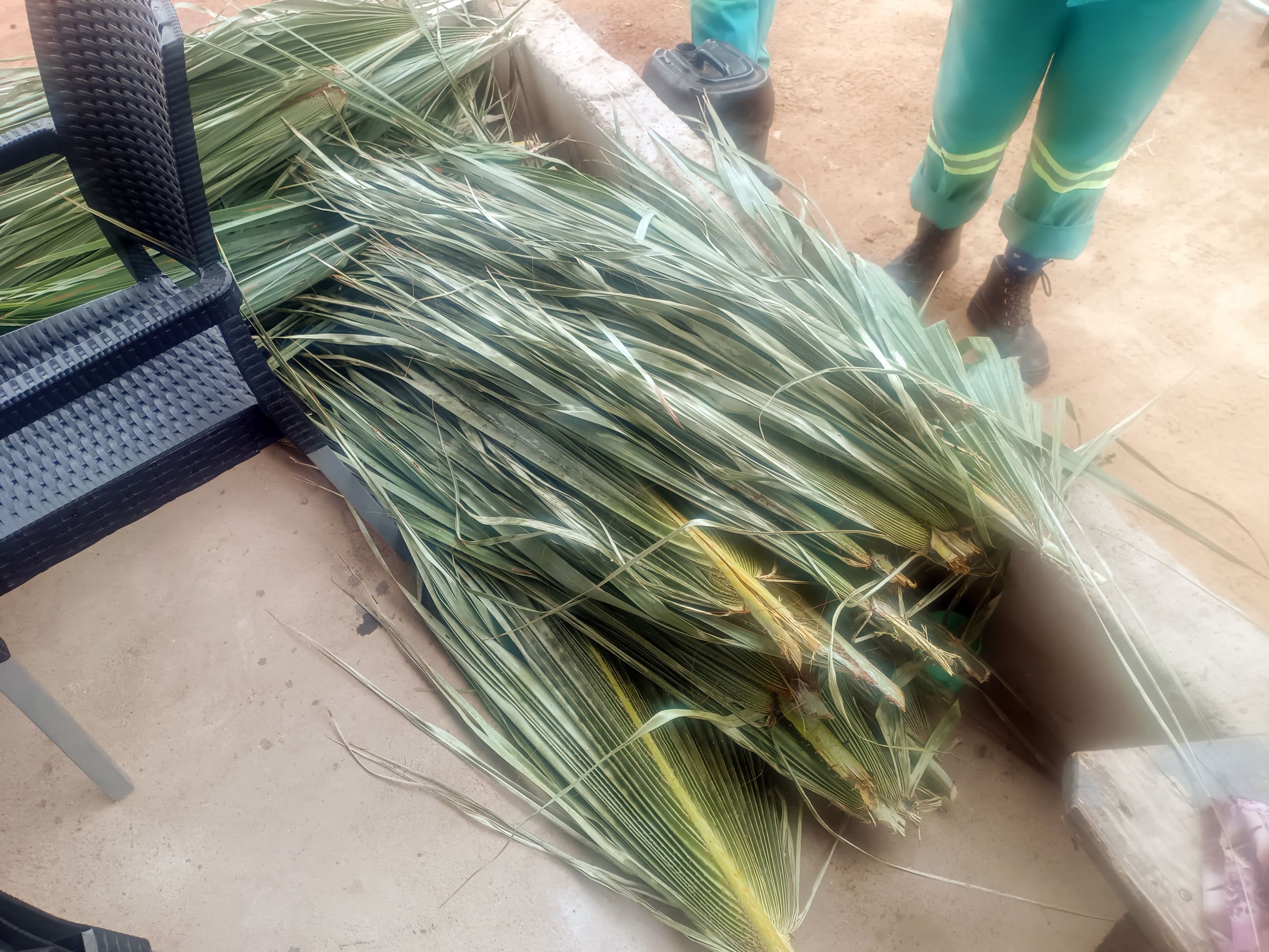 A pile of long, green palm fronds rests partially inside a concrete container near a black plastic chair. Two people in green uniforms with reflective stripes and black boots stand nearby on a sandy surface. The scene appears to be outdoors.