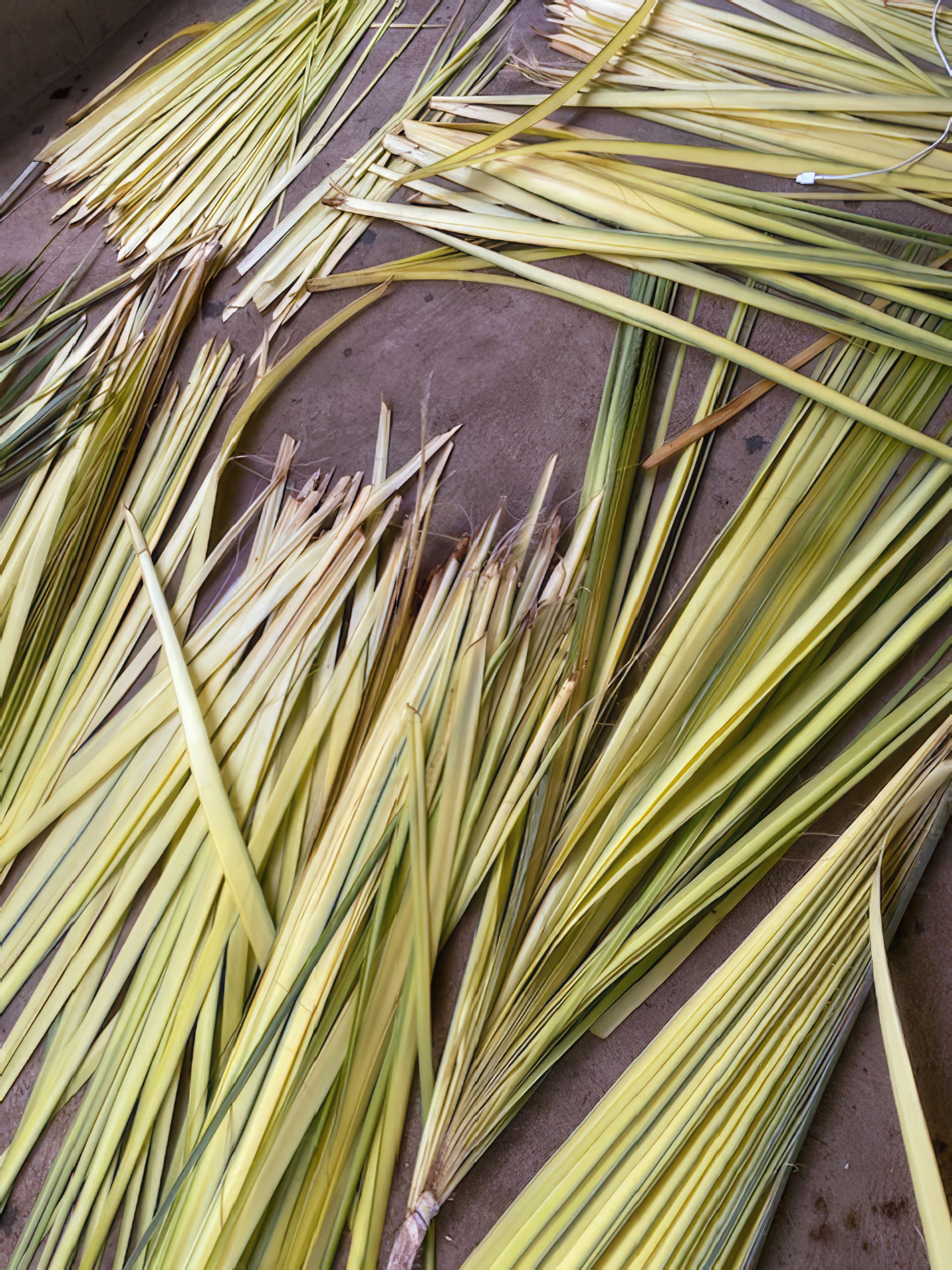 Long, thin palm leaves with shades of green and yellow are spread out on a brown surface, possibly drying. Some leaves appear bundled together whilst others lie loosely, showcasing their natural texture and pointed tips.