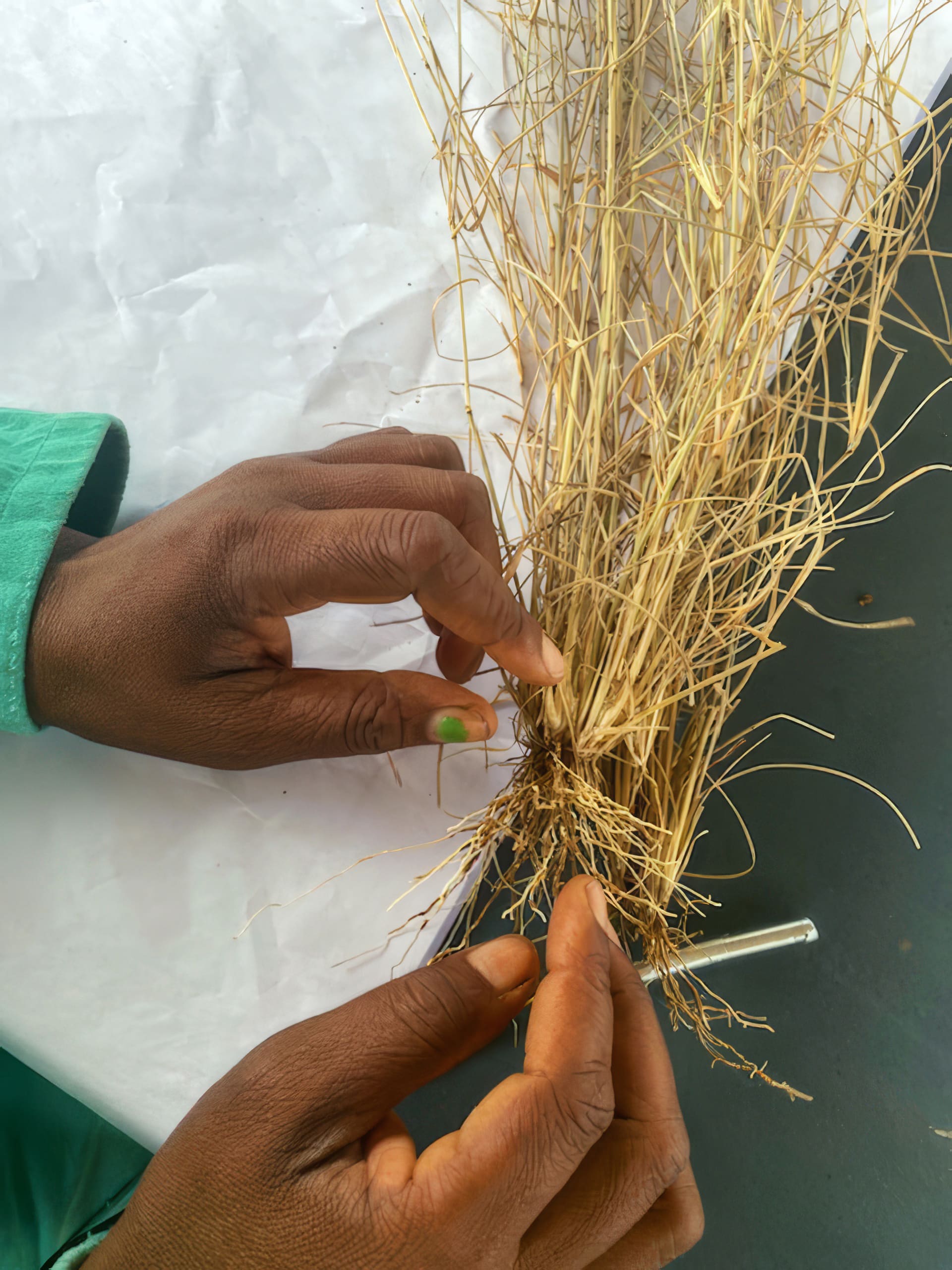 Two hands gently separate the roots of a small dried plant with thin, tan stems. The person wears a green sleeve, and the focus is on the delicate handling of the plant on a light, slightly crumpled surface.