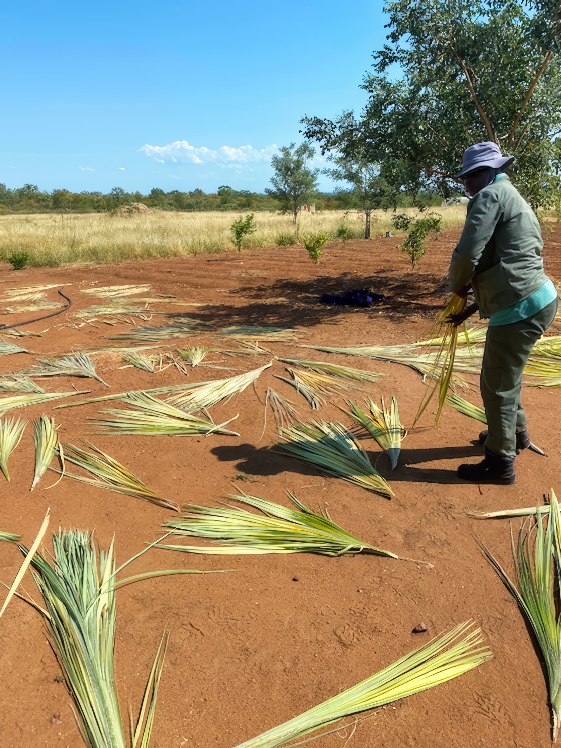A person in a hat and green clothing arranges dried palm fronds on reddish soil under a clear blue sky. Trees and grassy fields are in the background, indicating an outdoor rural environment.