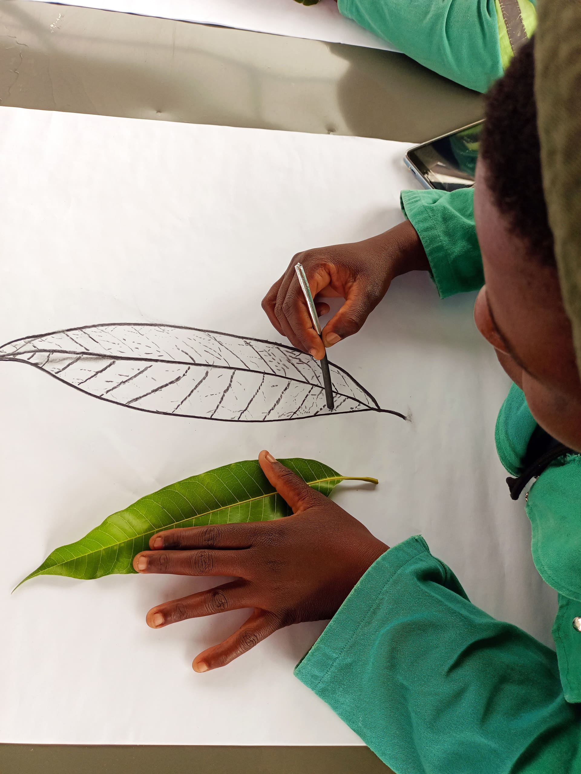 A person in a green shirt traces the outline and veins of a green leaf with a pencil on white paper. The real leaf is placed below the hand, and the drawing, which closely mimics the leaf’s details, is partially completed.