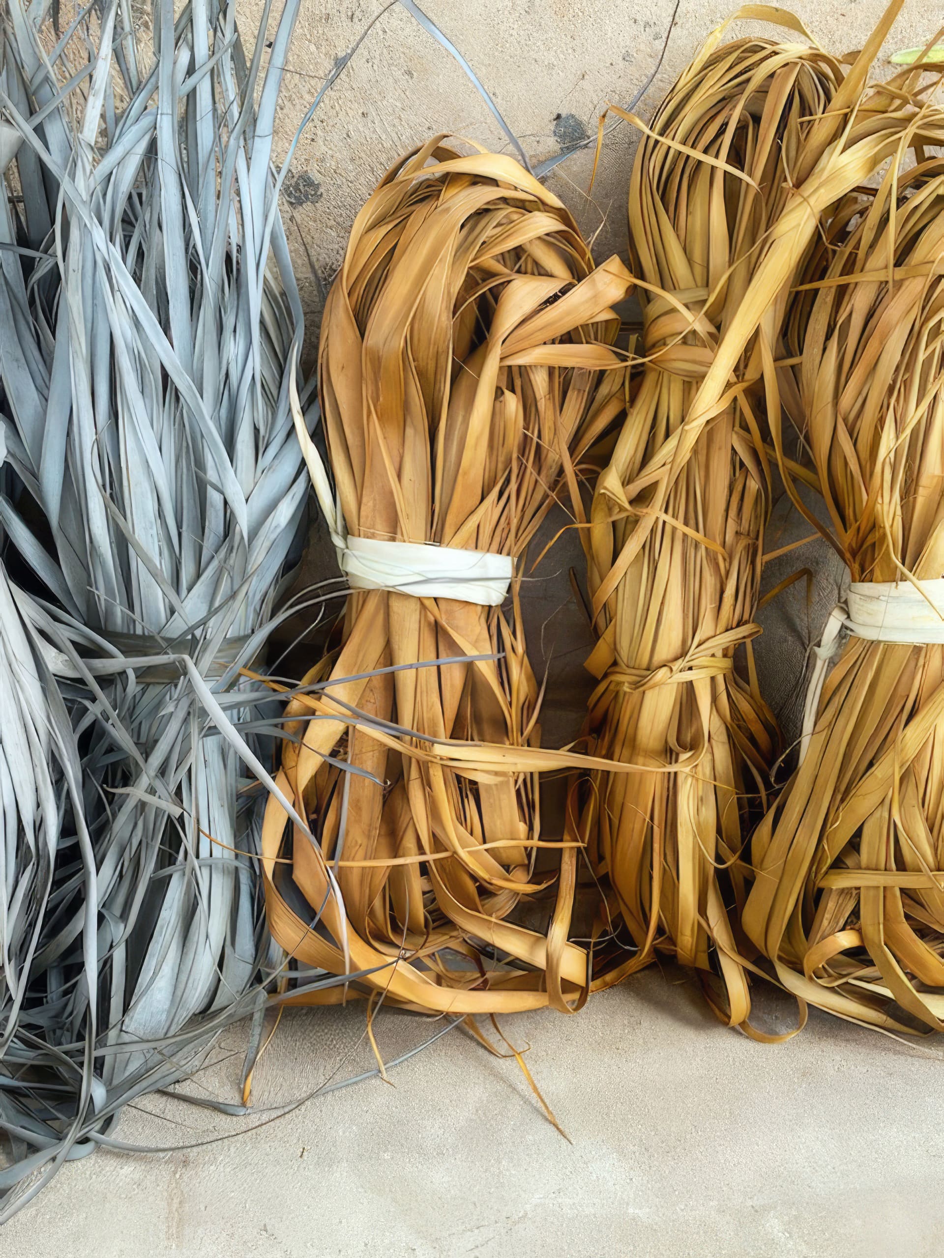 Three bundles of dried plant strips, two golden brown and one greyish blue, are neatly tied with white bands and leaning against a textured beige wall. The strips are long, thin, and slightly curled, resembling materials for weaving or crafts.