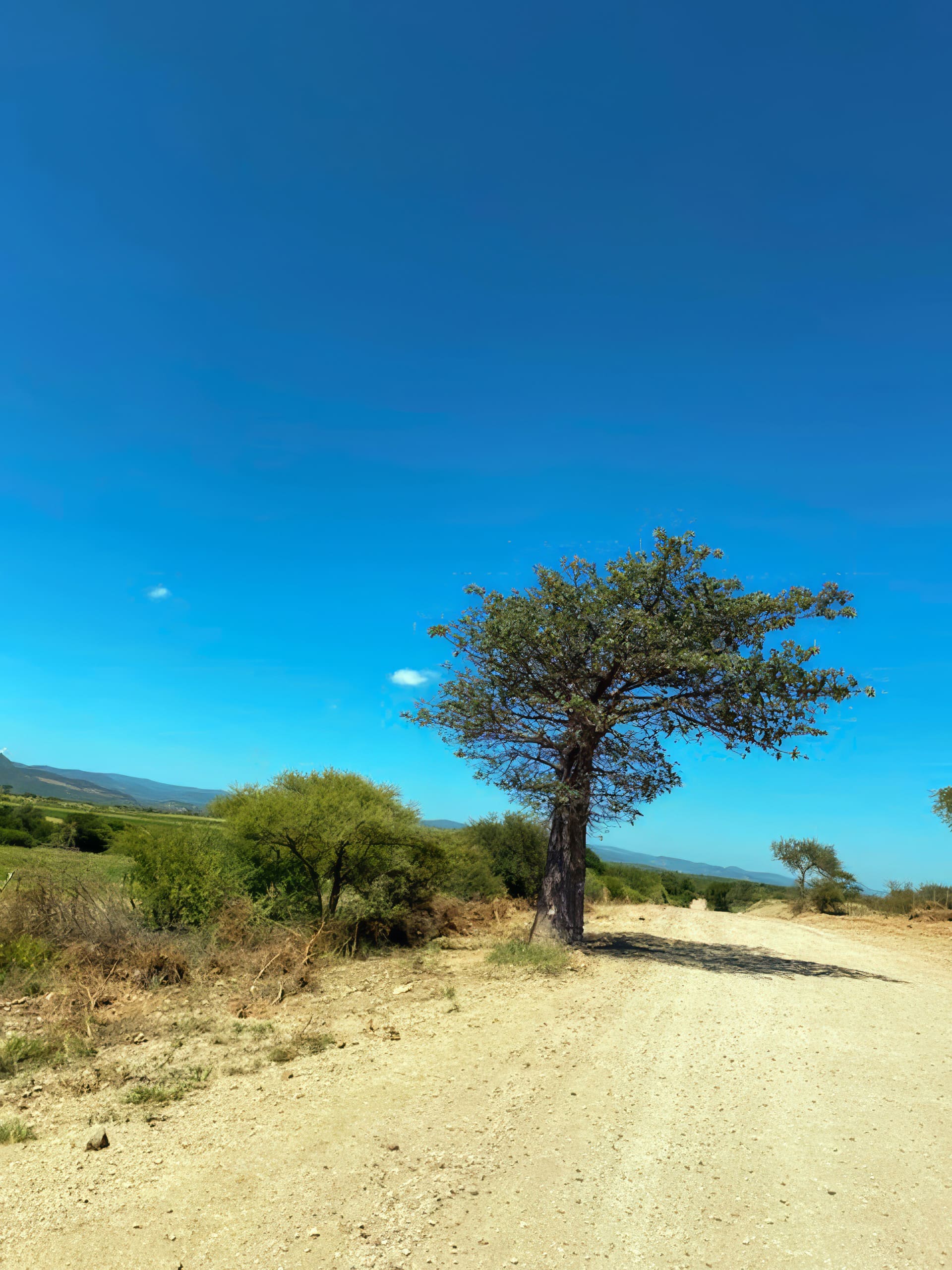 A lone tree stands beside a dusty, winding dirt road under a bright blue sky. Sparse green shrubs and bushes line the roadside, with distant hills visible on the left. The scene is sunlit, evoking a dry, open countryside.