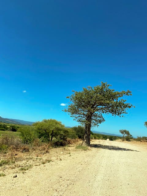 A lone tree stands beside a dusty dirt road under a bright blue sky. Sparse green shrubs and distant hills are visible on the left. The landscape appears dry, sunlit, and open, giving a sense of a remote, rural area.