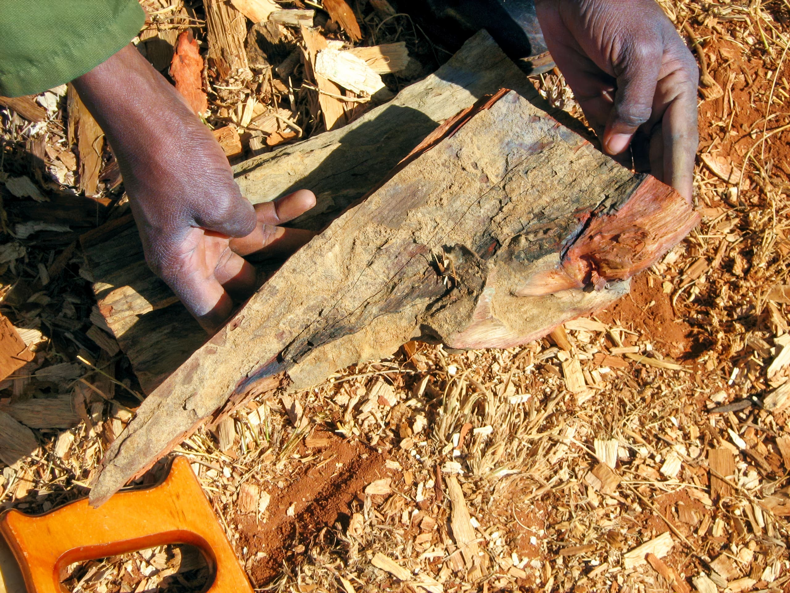 Two hands hold a large, rough piece of firewood over a bed of woodchips and reddish soil. Part of an orange saw handle is visible in the lower left corner, suggesting recent woodcutting activity outdoors.