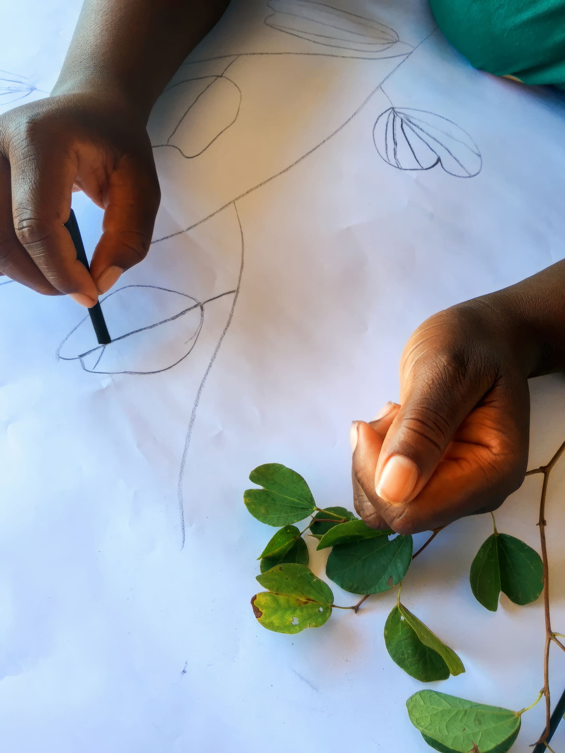 Two hands draw leaves on white paper with a black pencil; one hand holds a green leafy twig for reference, while the other sketches. Leaf shapes and outlines are visible on the paper, showing an observational drawing activity.
