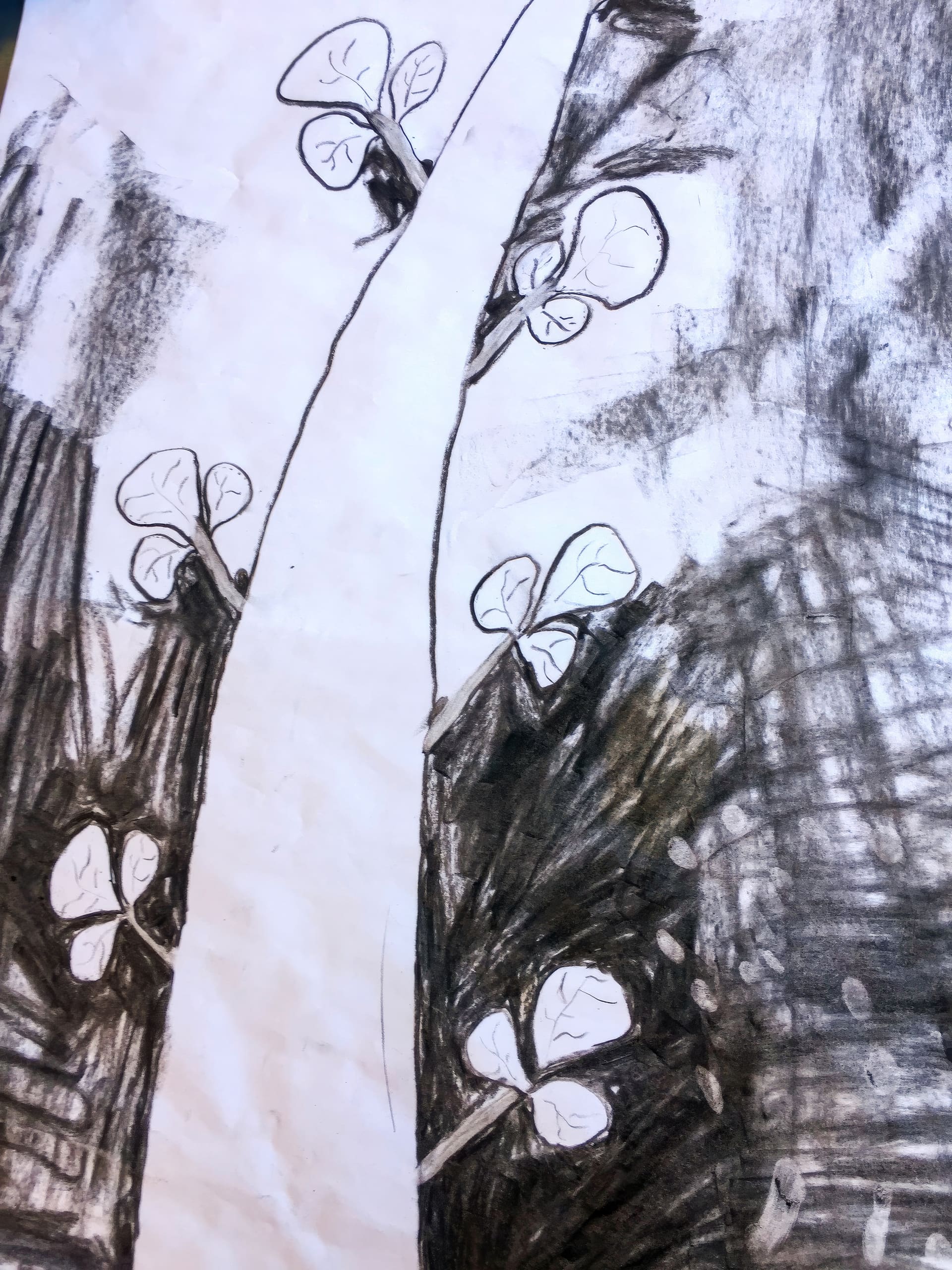 A charcoal drawing shows a wide, vertical white path dividing dark, textured ground. Four-leaf clovers outlined in black appear on both sides of the path amid rough, shaded areas, giving a whimsical, abstract nature scene in black and white.