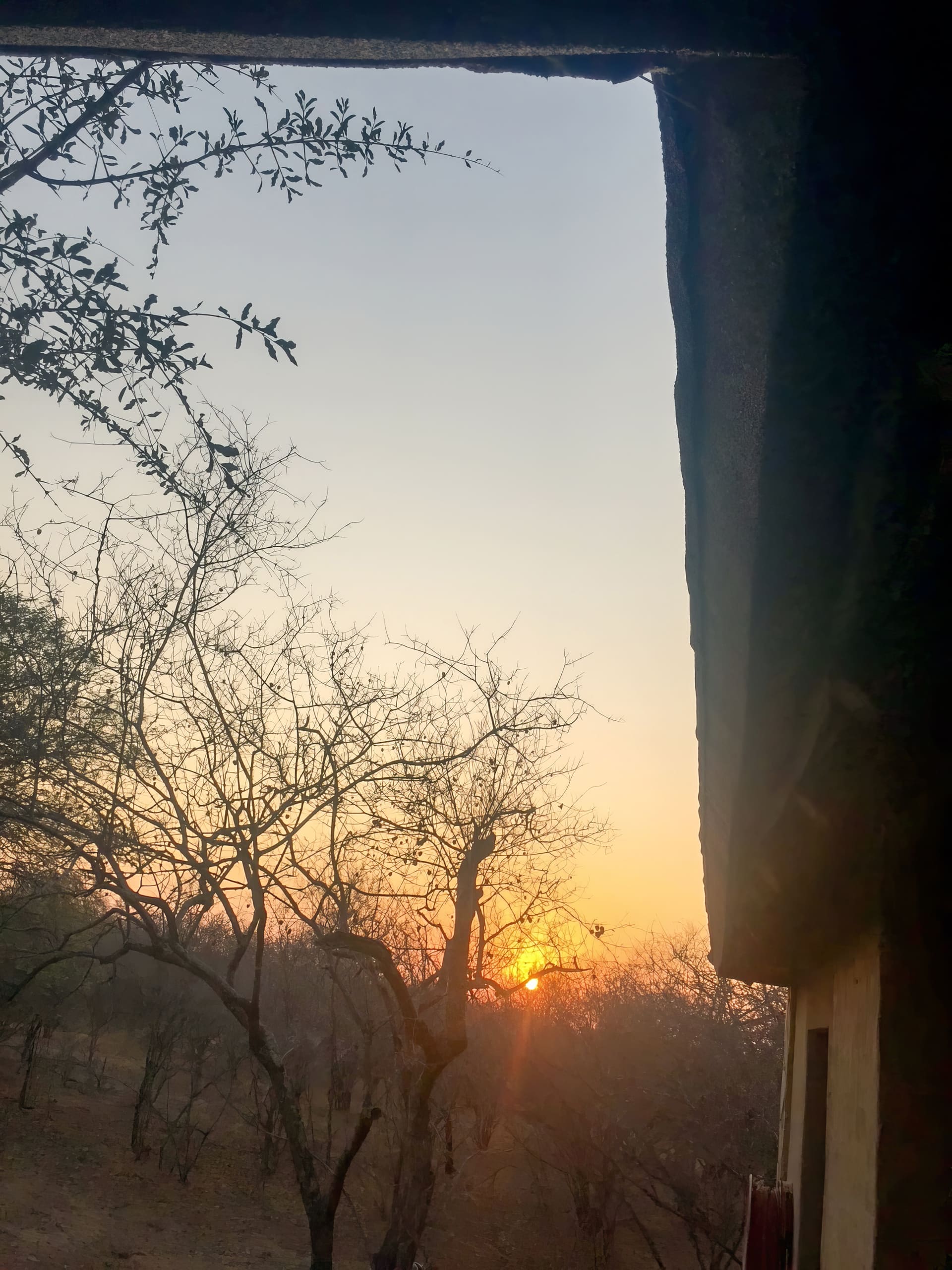 A golden sunset glows low on the horizon, partially hidden behind leafless trees. Silhouetted branches stretch across the sky under a fading blue-to-orange gradient. The edge of a building appears on the right side of the image.