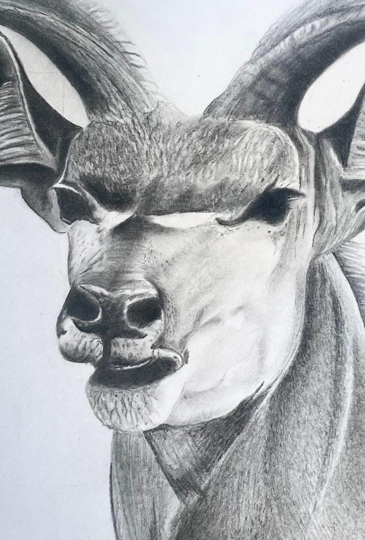A pencil drawing of an antelope, inspired by The Weight of Silence, focuses on its face and upper torso. Large curved horns, prominent ears, and intense eyes stand out, whilst shading adds depth and realism to this Contra.Joburg artwork.