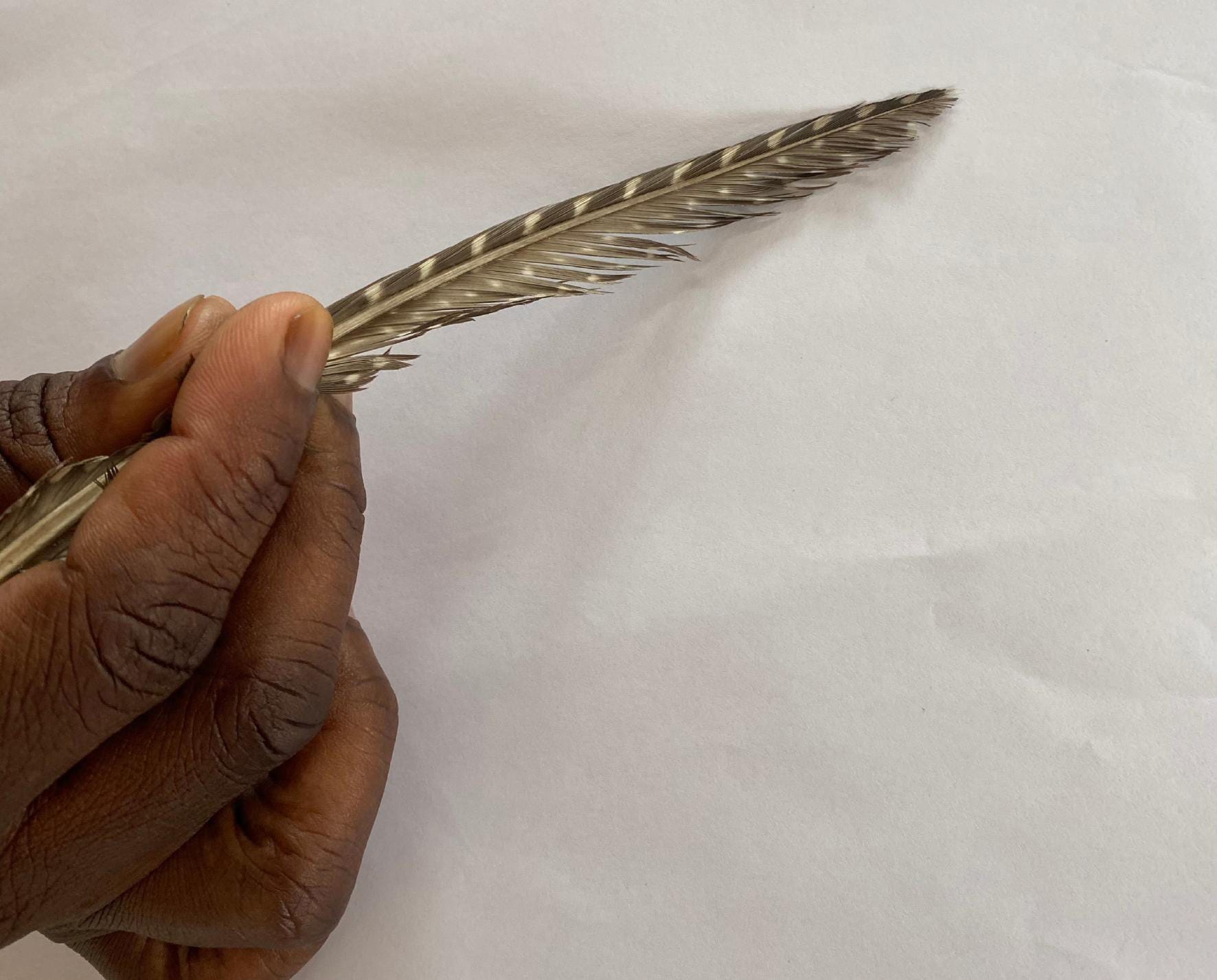 A close-up of a hand holding a slender, striped feather against a plain white background. The pose suggests drawing or writing, evoking the spirit of Gogo Mahlangu and her Legacy Project—a subtle celebration of heritage and creativity.
